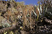 Dry hillside in a barranco with the species Sonchus capilaris and Agave americana