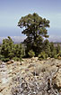 The endemic Canarian Pine-species Pinus canariensis
