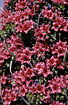 Closeup of the flowers of the endemic Bugloss Echium wildpretti