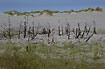 Withered remains of Pinetrees after a sanddune has passed