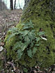 Polypody growing on the lower part of an oaktree-stem