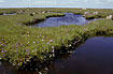 Tidalmeadow with a dense population of Common Sea-lavender