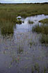 Pond with flowering Amphibious Bistort