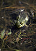 Edible Frog i a little pond filled with vegetation