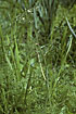 Photo ofMilk-parsley (Peucedanum palustre). Photographer: 