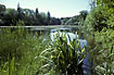 Newly established lake in the forest of Allindelille Fredskov