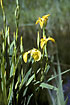 Flowering Yellow Iris