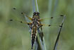 Four-Spotted Skimmer sitting on Common Reed