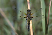 Four-Spotted Skimmer sitting on the stem of Common Reed