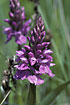 Flowering Northern Marsh-orchid