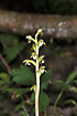 Flowering Coralroot Orchid
