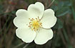 Closeup of the flower of Burnet Rose