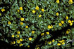 Flowering Lesser Celandine on the forest flor