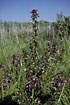 Photo ofMarsh Lousewort  (Pedicularis palustris ssp. palustris). Photographer: 