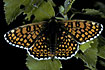 Glanville Fritillary with open wings