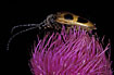 The Longhornbeetle Pachyta quadrimaculata on a thistleflower