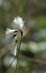 Photo ofSlender Cottongrass (Eriophorum gracile). Photographer: 