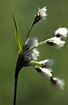 Foto af Bredbladet Kruld (Eriophorum latifolium). Fotograf: 