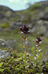 Flowering Alpine Bartsia 