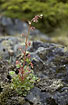 Flowering Saxifraga cotyledon on the mountainside