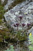 Flowering Alpine Bartsia between stones in the mountains