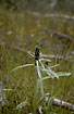 Photo ofHighland Cudweed  (Gnaphalium norvegicum). Photographer: 