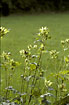 Photo ofCabbage Thistle  (Cirsium oleraceum). Photographer: 