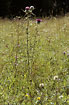Flowering Wooly Thistle on vegetationrich hillslope