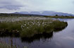 Norwegian mountain lake with great numbers of Hares-tail Cottongrass 
