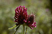 Close-up of the flowering Clower-species Trifolium alpestre