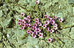 Flowering Purple Saxifrage 