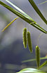 Foto af Knippe-Star (Carex pseudocyperus). Fotograf: 