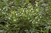 A bunch of "Swallow-wort" - Vincetoxicum hirundinaria - in the forest floor