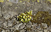 Flowering Tufted Saxifrage on stony ground