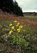 Flowering Arnica montana