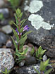 Foto af Spydbladet Skjolddrager (Scutellaria hastifolia). Fotograf: 