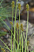 Foto af Sylt-Star (Carex atrubae). Fotograf: 