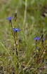Flowering Alpine Gentian 