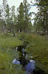 Slowly flowing stream in undisturbed area of a raised bog
