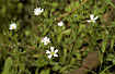 Flowering Greater Stitchwort 