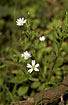 Flowering Greater Stitchwort 