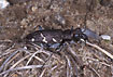 Photo ofHeath Tiger Beetle (Cicindela sylvatica). Photographer: 