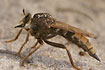 Closeup of the large robberfly - Hornet robberfly 