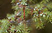 Photo ofRuddy Darter (Sympetrum sanguineum). Photographer: 