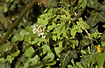Photo ofBird-in-a-bush (Corydalis cava). Photographer: 