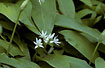 Foto af Rams-Lg (Allium ursinum). Fotograf: 