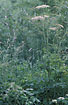 Foto af Almindelig Bjrneklo (Heracleum sphondylium ssp. sphondylium). Fotograf: 
