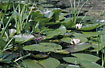 Little pond with White Water-Lily and Flowering-rush 