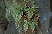 Black Spleenwort growing on rock