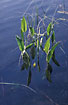 Photo ofWater-plantain  (Alisma plantago-aquatica). Photographer: 